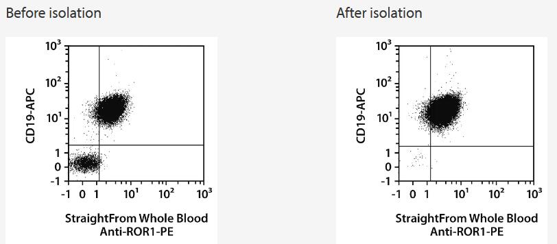 Separation of a B-CLL whole blood sample using the StraightFrom Whole Blood Anti-ROR1 MicroBead Kit and the autoMACS Pro Separator. Cells were fluorescently stained with CD19-APC and analyzed by flow cytometry using the MACSQuant Analyzer. Cell debris and dead cells were excluded from the analysis based on scatter signals and propidium iodide fluorescence.